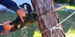Best Tree Mulching  in Brea, CA