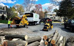 Best Hazardous Tree Removal  in Brea, CA