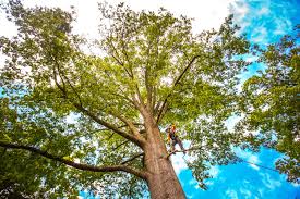 Best Weed Control  in Brea, CA