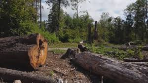 Best Emergency Tree Removal  in Brea, CA