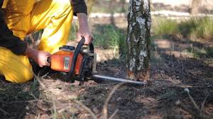  Brea, CA Tree Care Pros