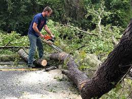 Best Lot and Land Clearing  in Brea, CA