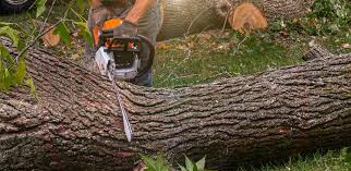 Best Tree Trimming and Pruning  in Brea, CA