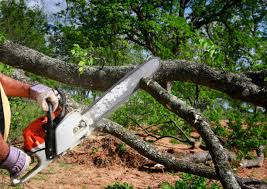 Best Root Management and Removal  in Brea, CA