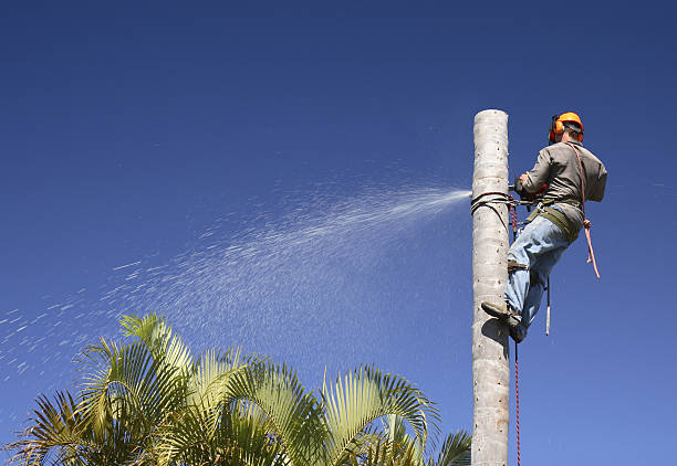 Best Lawn Renovation and Restoration  in Brea, CA