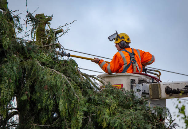 Best Storm Damage Tree Cleanup  in Brea, CA