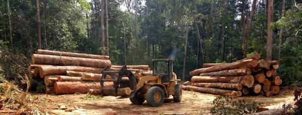 Best Tree Preservation Services  in Brea, CA