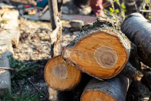 Best Tree Health Inspection  in Brea, CA