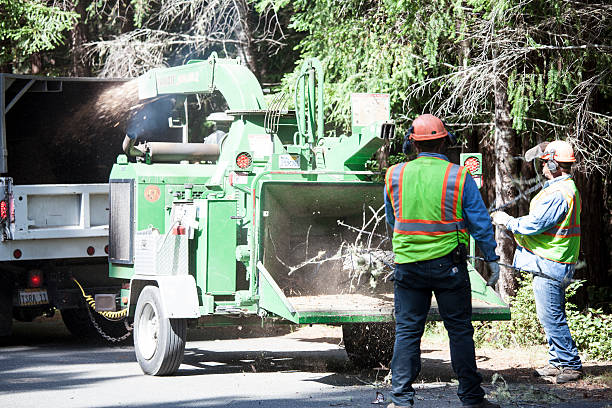 Best Palm Tree Trimming  in Brea, CA