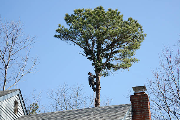 Best Commercial Tree Services  in Brea, CA