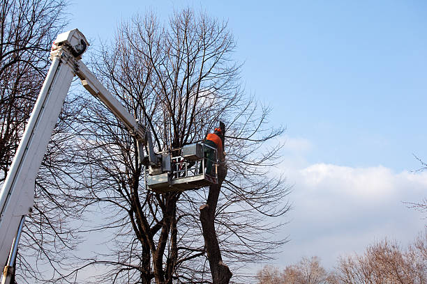 Professional Tree Care in Brea, CA