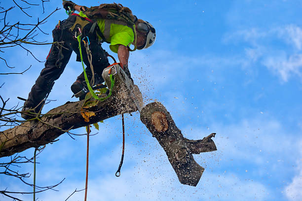 Best Tree Disease Treatment  in Brea, CA